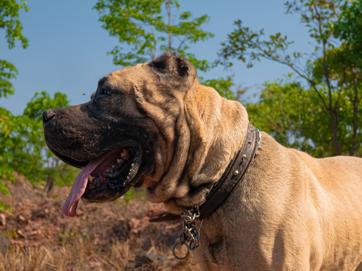 Jaka obroża dla cane corso?