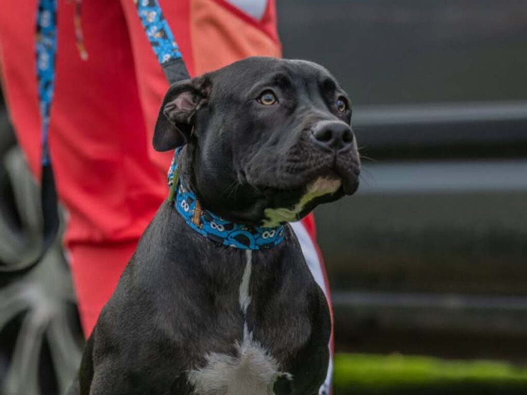 obroża dla pitbulla