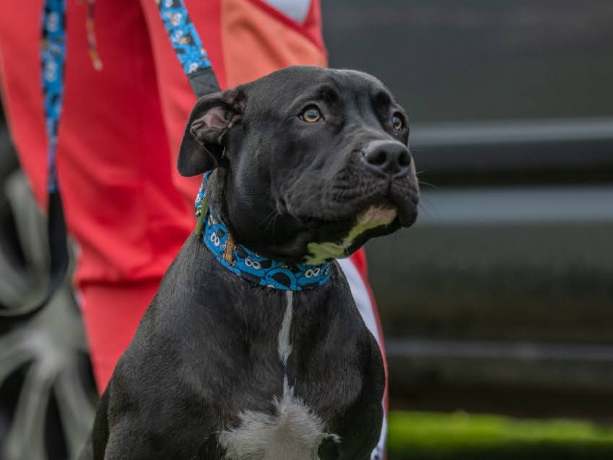 Jaka obroża dla american pitbull terriera?