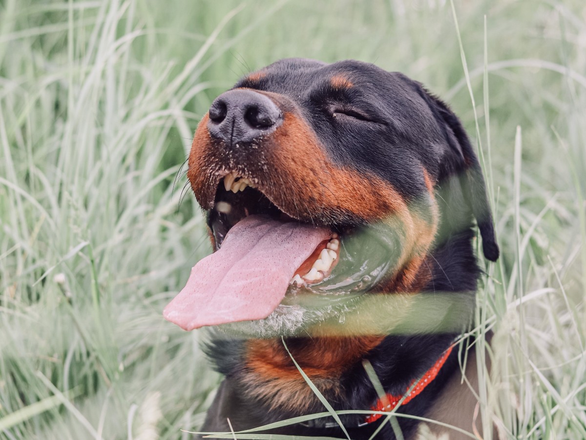 Jaka obroża dla rottweilera?